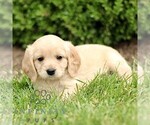 Small #3 Golden Retriever