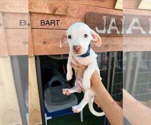 Dachshund-Unknown Mix Dogs for adoption in Turlock, CA, USA