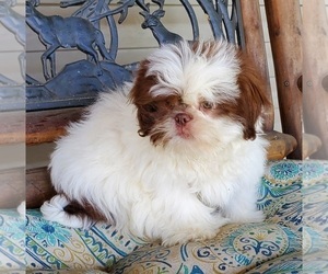 Shih Tzu Puppy for Sale in DONGOLA, Illinois USA