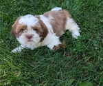 Small #1 Shih Tzu
