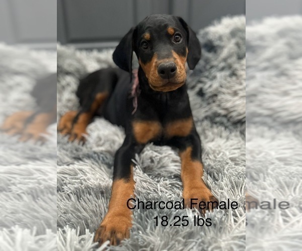 Medium Photo #2 Doberman Pinscher Puppy For Sale in FREMONT, IN, USA