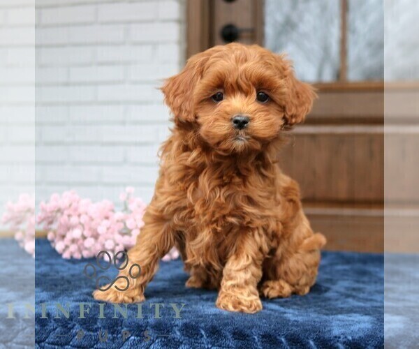 Medium Photo #3 Cavapoo (Miniature) Puppy For Sale in NARVON, PA, USA