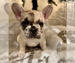Small Photo #3 French Bulldog Puppy For Sale in MELBOURNE, FL, USA