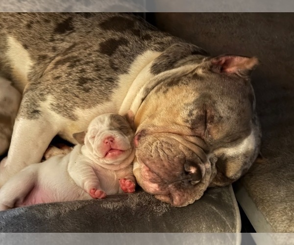 Medium Photo #12 American Bully Puppy For Sale in PORTLAND, OR, USA