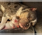 Small Photo #12 American Bully Puppy For Sale in PORTLAND, OR, USA
