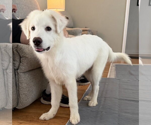 Medium Photo #4 Great Pyrenees Puppy For Sale in Houston, TX, USA