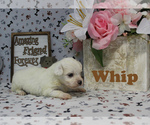 Small Photo #6 Maltese Puppy For Sale in CHANUTE, KS, USA