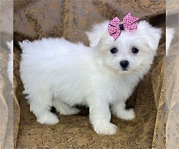 Medium Photo #15 Maltese Puppy For Sale in HOUSTON, TX, USA
