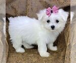 Small #14 Maltese