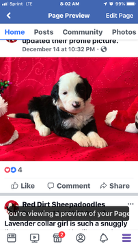 Medium Photo #1 Sheepadoodle Puppy For Sale in CALUMET, OK, USA