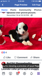 Sheepadoodle Puppy for sale in CALUMET, OK, USA