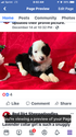 Small Photo #1 Sheepadoodle Puppy For Sale in CALUMET, OK, USA