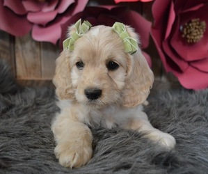 Cocker Spaniel Puppy for sale in HONEY BROOK, PA, USA