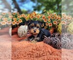 Small #4 Yorkshire Terrier