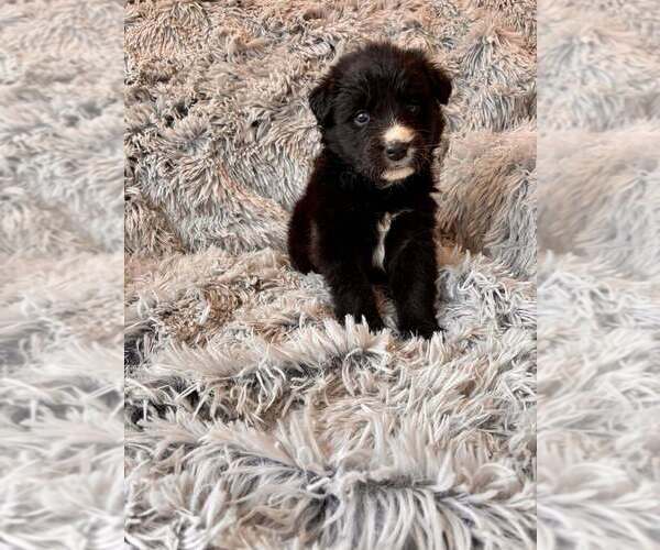 Medium Photo #2 Border Collie-Unknown Mix Puppy For Sale in New York, NY, USA