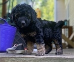 Small Photo #17 Aussiedoodle Miniature  Puppy For Sale in COMMERCE, MI, USA