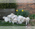 Small Photo #1 Golden Retriever Puppy For Sale in SEYMOUR, MO, USA