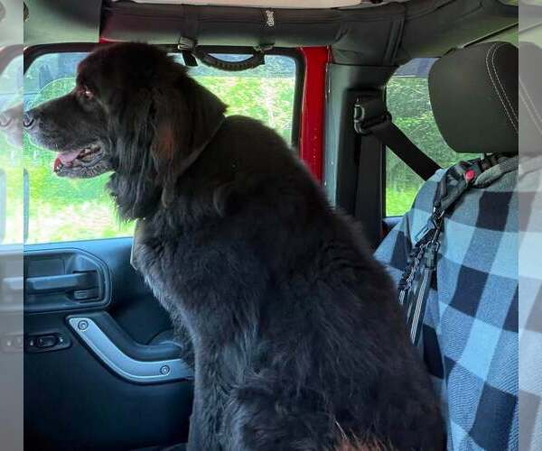 Medium Photo #4 Mutt Puppy For Sale in Sheboygan, WI, USA