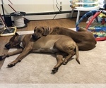 Small Photo #6 Rhodesian Ridgeback Puppy For Sale in PLAINFIELD, CT, USA