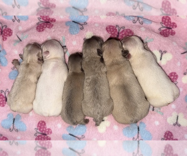 Medium Photo #1 French Bulldog Puppy For Sale in LORIS, SC, USA
