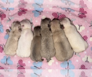 French Bulldog Puppy for sale in LORIS, SC, USA