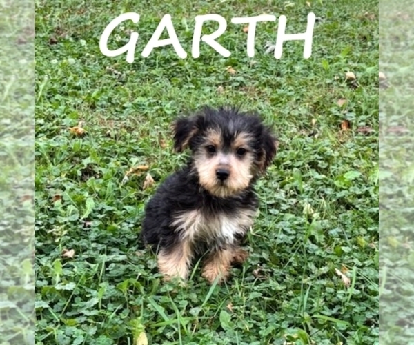 Medium Photo #2 YorkiePoo Puppy For Sale in HARTLAND, MN, USA