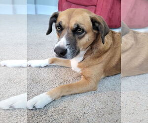 Mutt Dogs for adoption in Denton, TX, USA