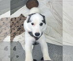 Small Huskies -Pomeranian Mix