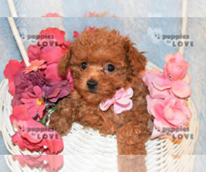 Poodle (Toy) Puppy for sale in SANGER, TX, USA