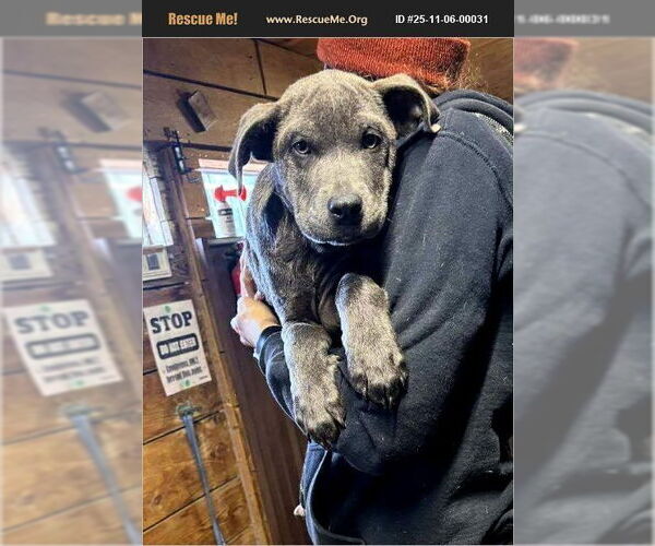 Medium Photo #1 American Pit Bull Terrier-Labrador Retriever Mix Puppy For Sale in Benton, PA, USA