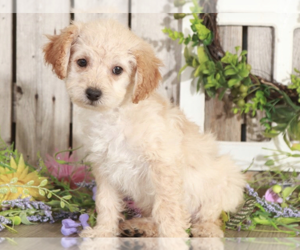 Medium Photo #1 Poodle (Miniature) Puppy For Sale in MOUNT VERNON, OH, USA