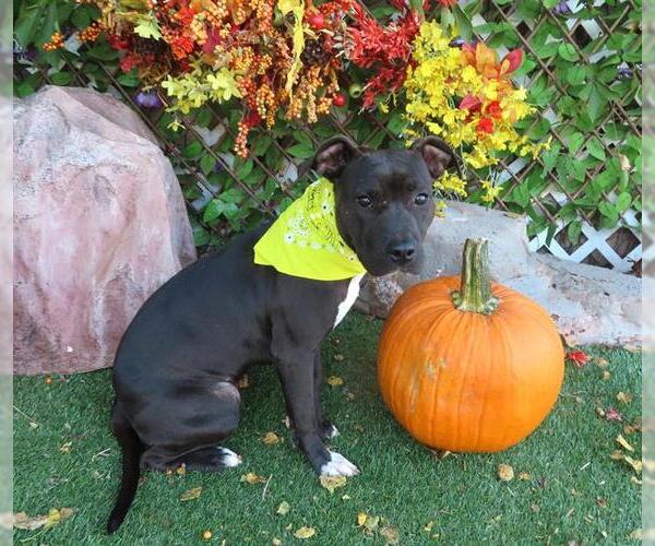 Medium Photo #2 American Pit Bull Terrier-Unknown Mix Puppy For Sale in Oklahoma City, OK, USA
