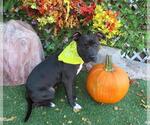 Small #1 American Pit Bull Terrier Mix