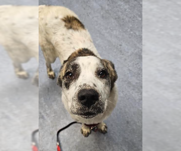 Medium Photo #10 Great Pyrenees-Unknown Mix Puppy For Sale in Brooklyn Center, MN, USA