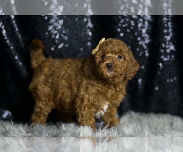 Medium Photo #2 Goldendoodle (Miniature) Puppy For Sale in WARSAW, IN, USA