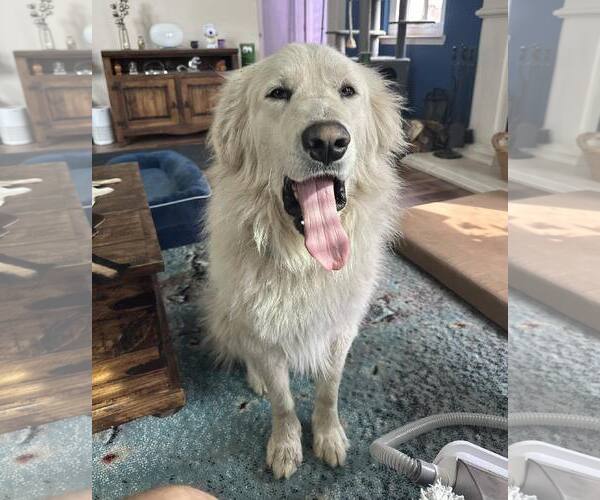 Medium Photo #1 Great Pyrenees Puppy For Sale in Dallas, TX, USA