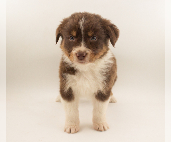 Medium Photo #5 Australian Shepherd Puppy For Sale in PLACERVILLE, CA, USA