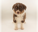 Small #4 Australian Shepherd