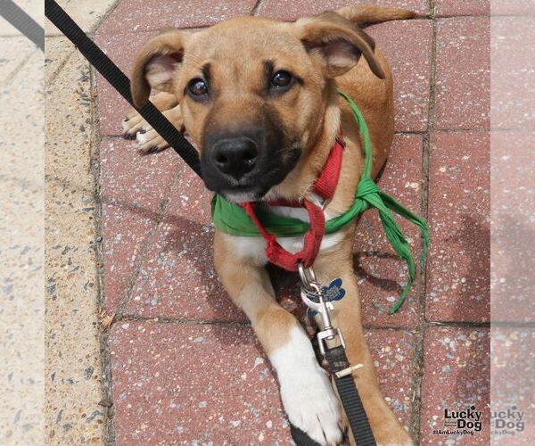 Medium Photo #2 Labrador Retriever-Retriever  Mix Puppy For Sale in Washington, DC, USA