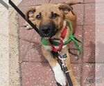 Small #1 Labrador Retriever-Retriever  Mix