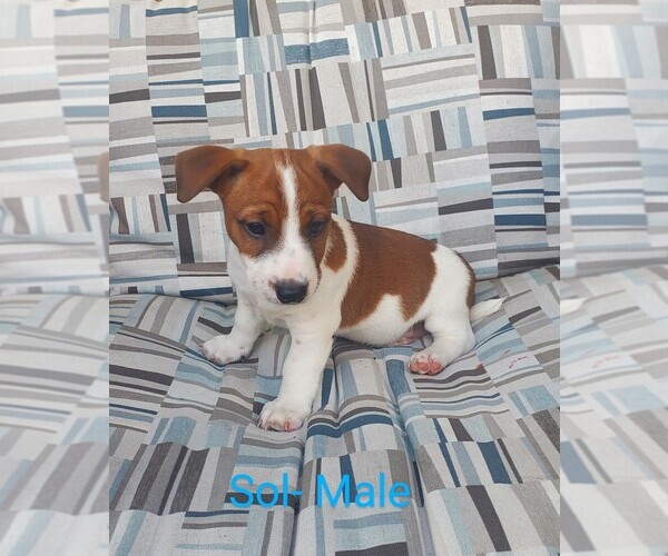 Medium Photo #8 Jack Russell Terrier Puppy For Sale in LAWRENCE TOWNSHIP, NJ, USA