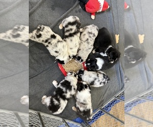 Australian Shepherd Litter for sale in GREER, SC, USA