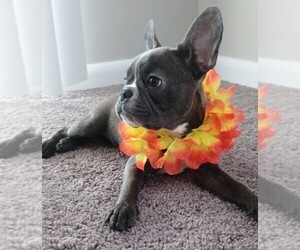 French Bulldog Puppy for Sale in WEST PALM BEACH, Florida USA