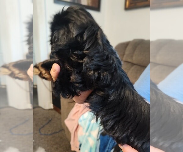 Medium Photo #10 Shih Tzu Puppy For Sale in EAST PEORIA, IL, USA