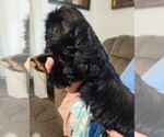 Small #1 Shih Tzu