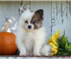 Pomeranian Puppy for sale in FREDERICKSBG, OH, USA