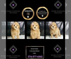 Maltipoo Puppy for sale in WARSAW, IN, USA