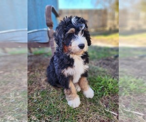 Bernedoodle Puppy for sale in NASHVILLE, TN, USA