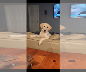 Labrador Retriever Puppy for Sale in GREENVILLE, North Carolina USA