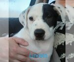 Small Photo #2 American Pit Bull Terrier-Dalmatian Mix Puppy For Sale in Oakhurst, NJ, USA